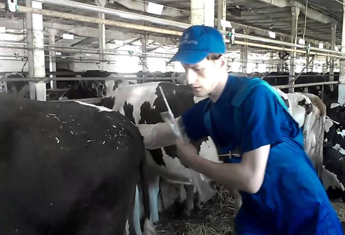 Detention of the placenta in cows - signs, treatment, prevention