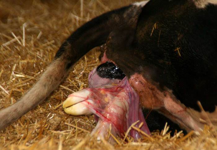 Calf birth