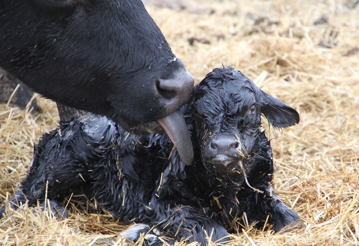牛の妊娠はどのくらい続きますか？