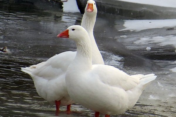 Features of keeping and breeding Governor's geese