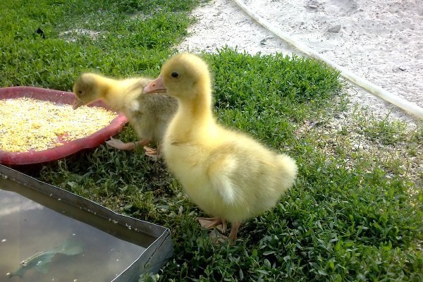 Feeding goslings
