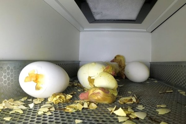 Goose incubation
