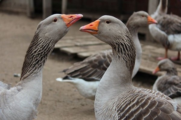 Maintenance of Large gray breed of geese. Their characteristics and productivity