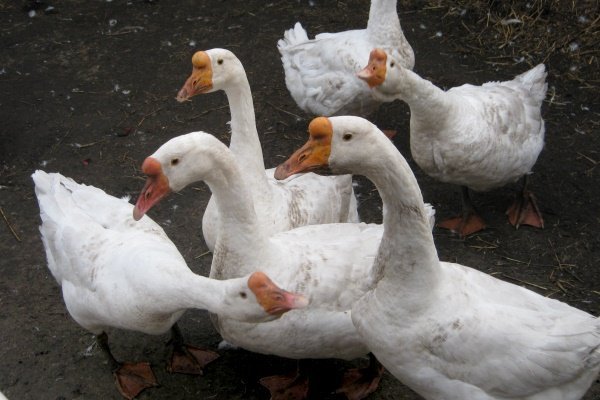 An overview of the Linda geese breed: features of keeping and growing