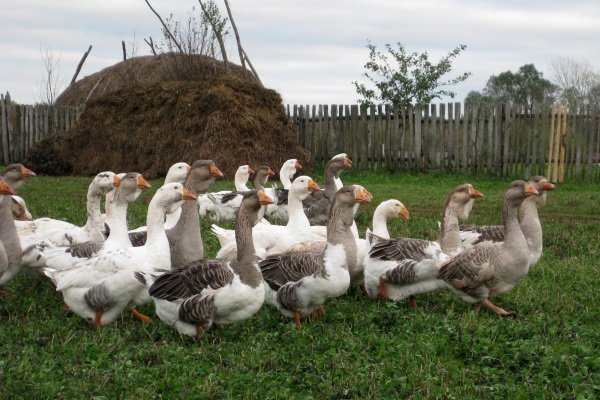 Geese of the Kholmogory breed