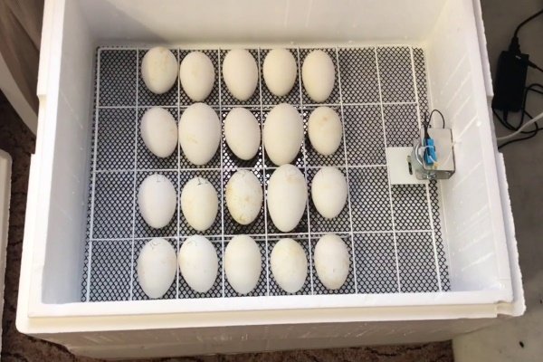 Goose egg incubation