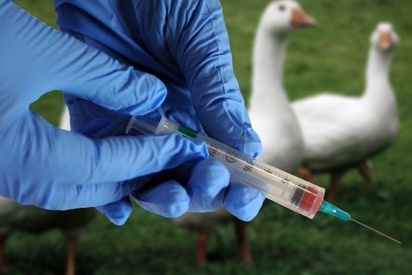 Vacinação de ganso