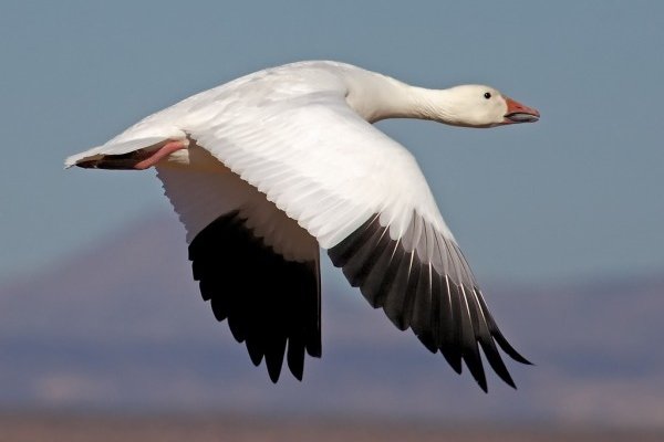 Arctic goose in flight