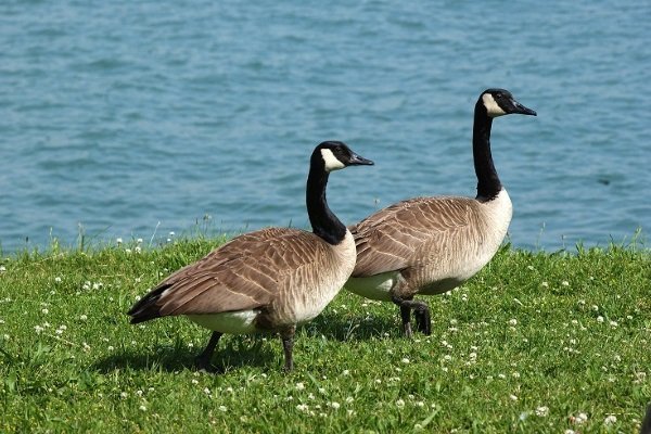Goose na Kanada (Branta сanadensis)