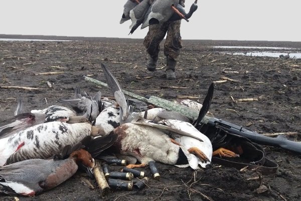 Wild goose hunting