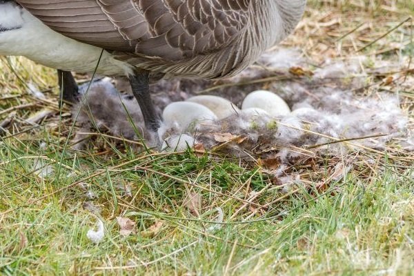 White-fronted goose clutch