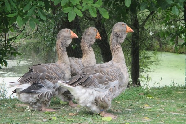 Toulouse geese