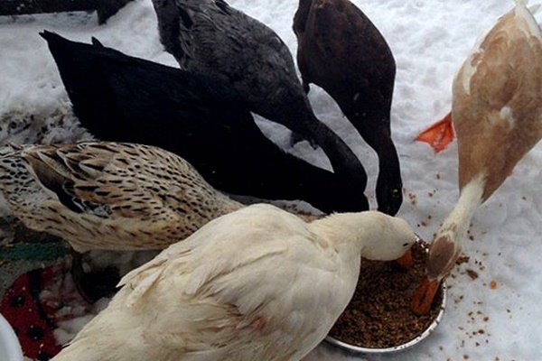 Alimentar a los gansos en invierno.