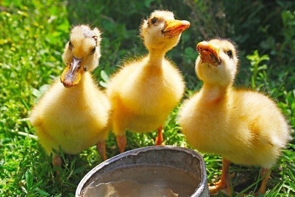 Weak goslings