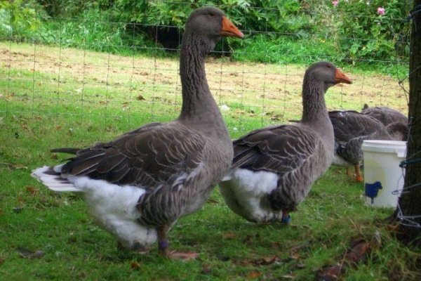 Features of breeding geese