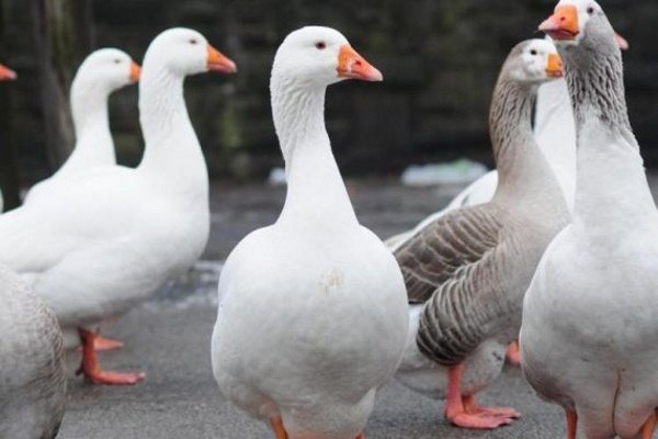 Features of breeding geese