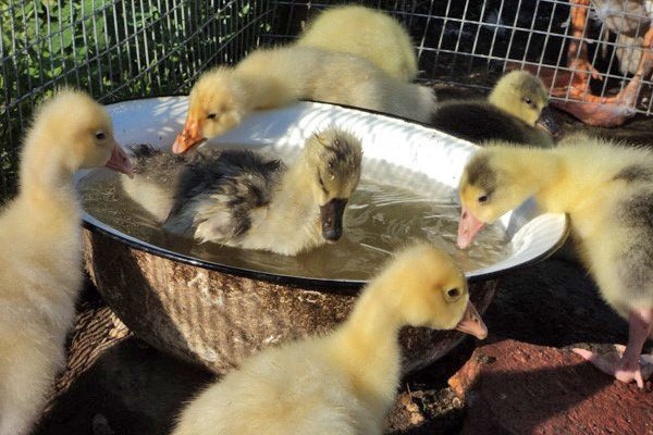 goslings bathe