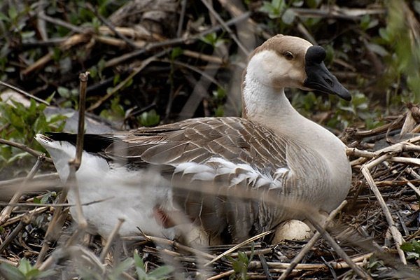 Goose sits on eggs