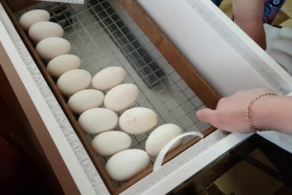 Jajka w inkubatorze