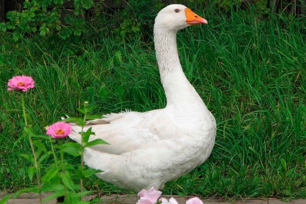 Italian goose breed