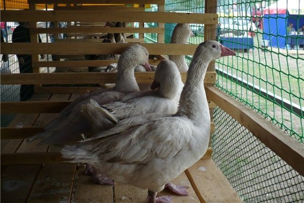 Ural geese