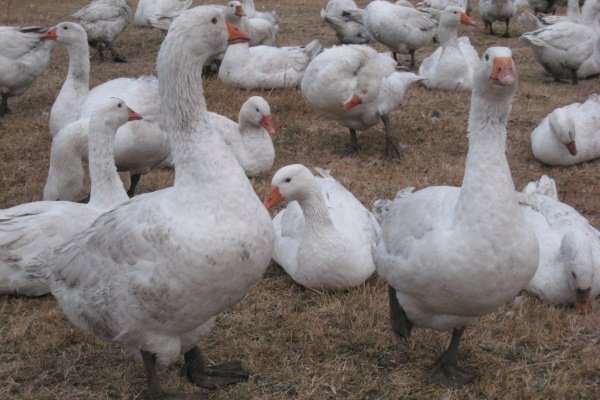 Goose breed "Mamut"