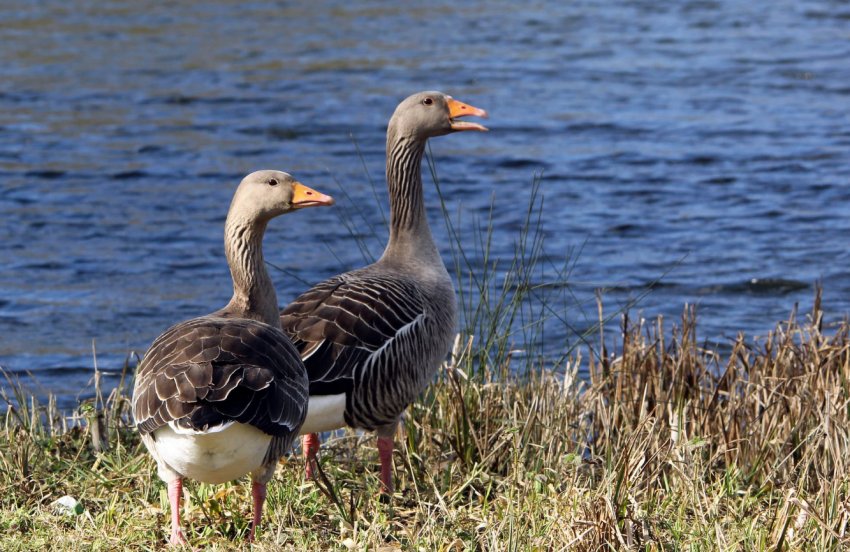 Large gray geese