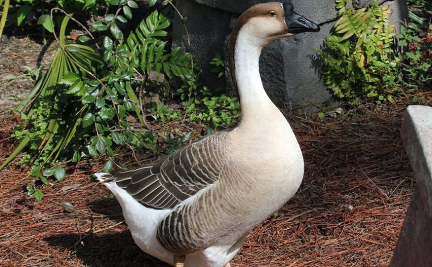 Chinese goose breed