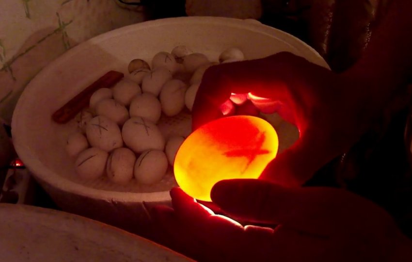 Candling goose eggs