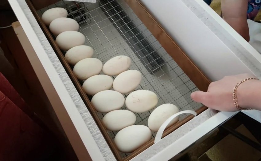 Goose eggs in an incubator