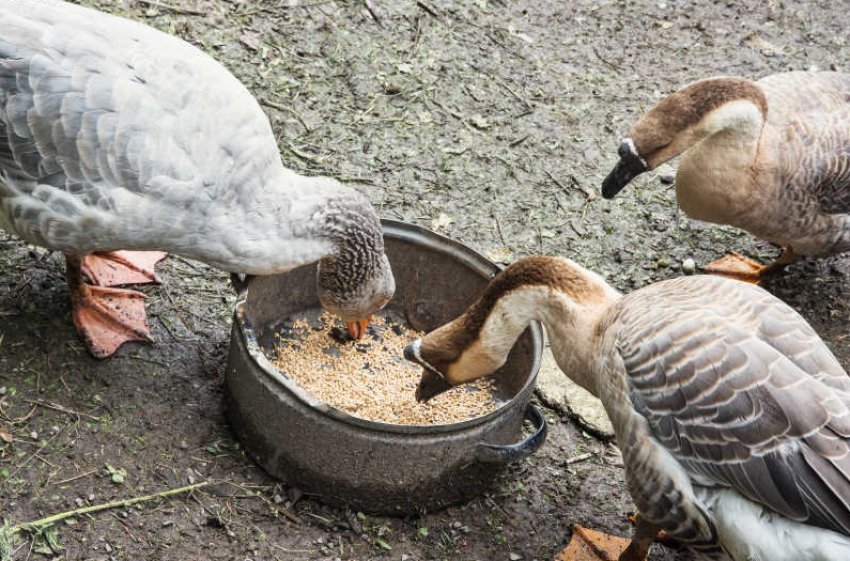 Geese eat