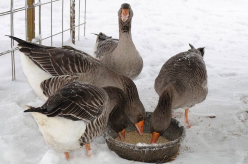 Geese eat in winter
