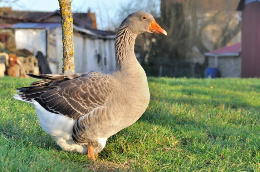 Geese in summer