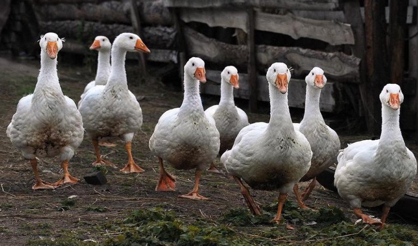 How long do geese live