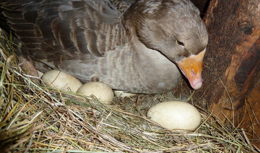 Goose nests