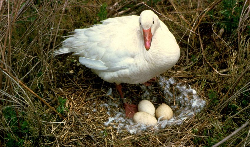 Goose nests