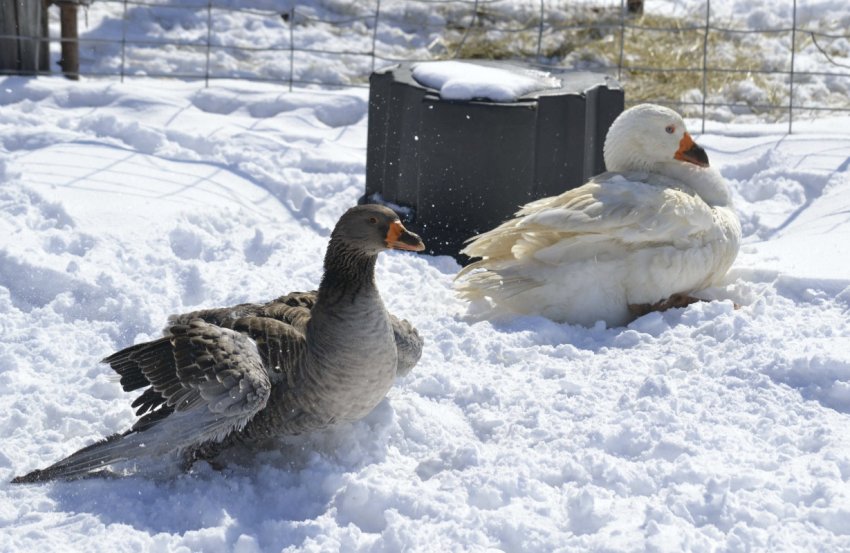 Geese in winter