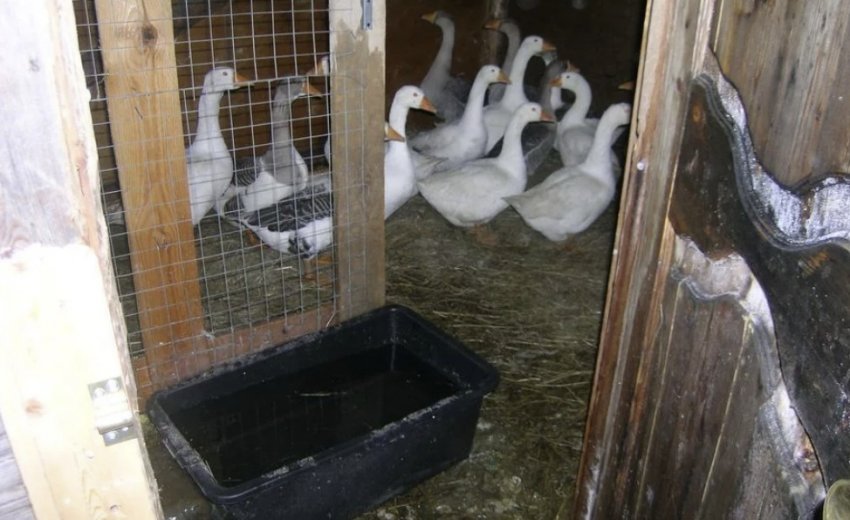 Breeding geese in a poultry house