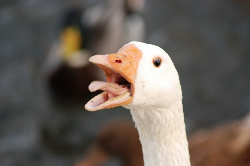 frightened goose