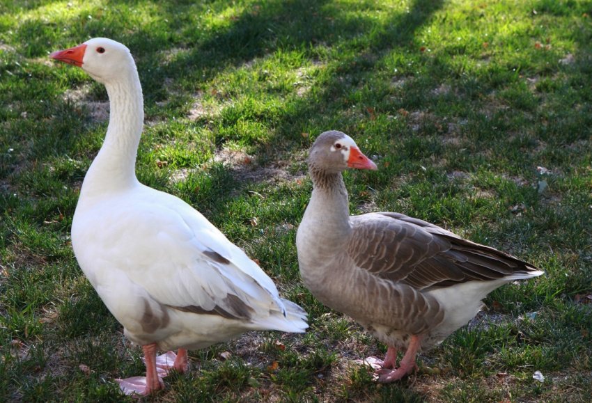 Gander and goose