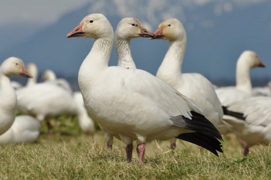 Wild geese - types and description