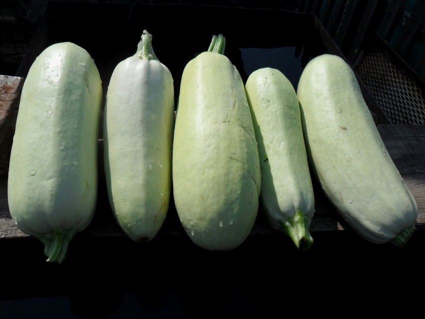 Zucchini Beloplodny
