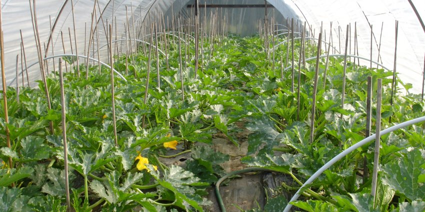 Zucchini in a greenhouse from a film shelter