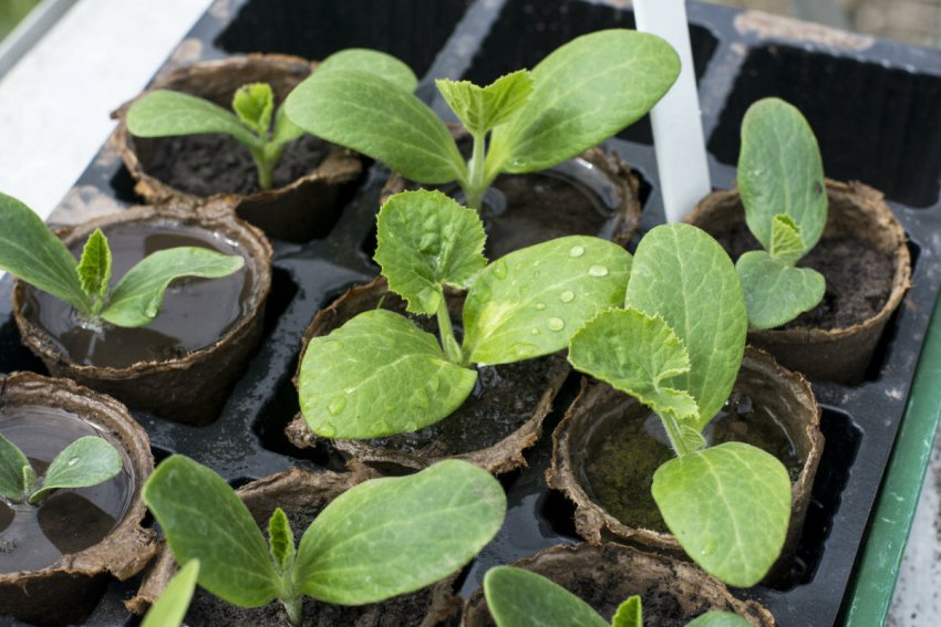 Seedlings of courgettes