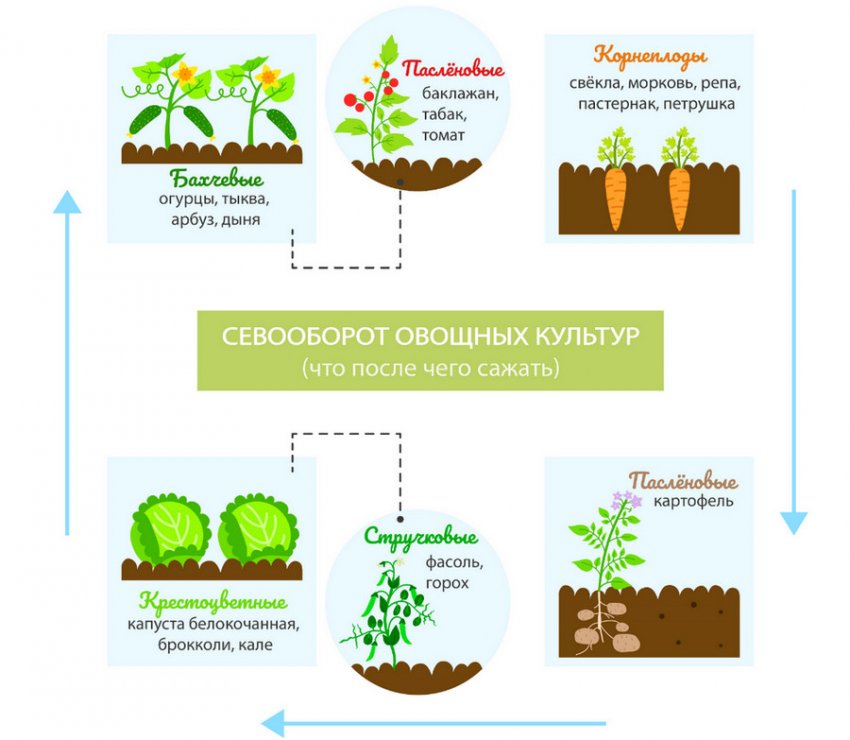 Recommended crop rotation