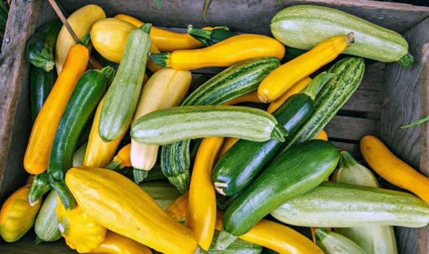 Storing zucchini at home