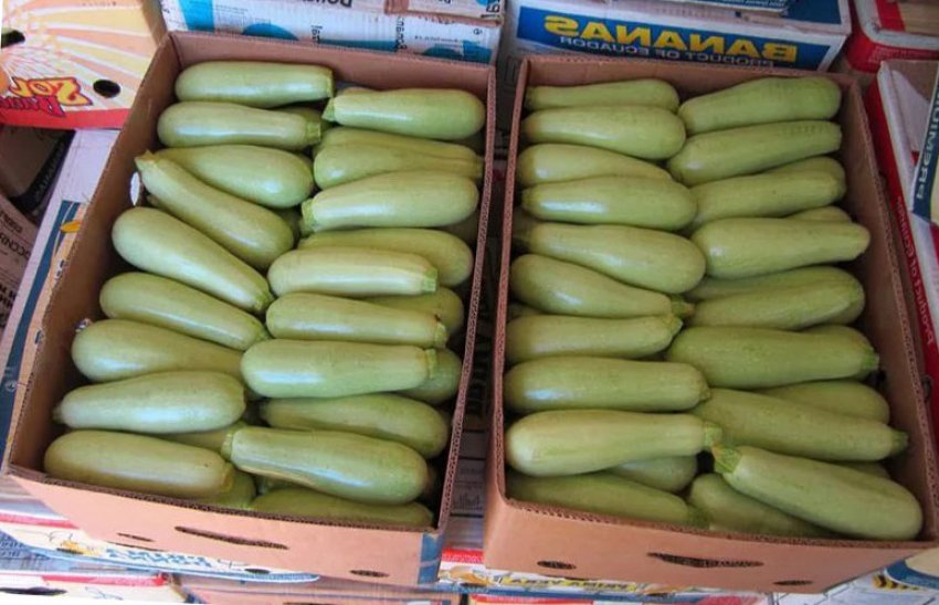 Storing zucchini at home