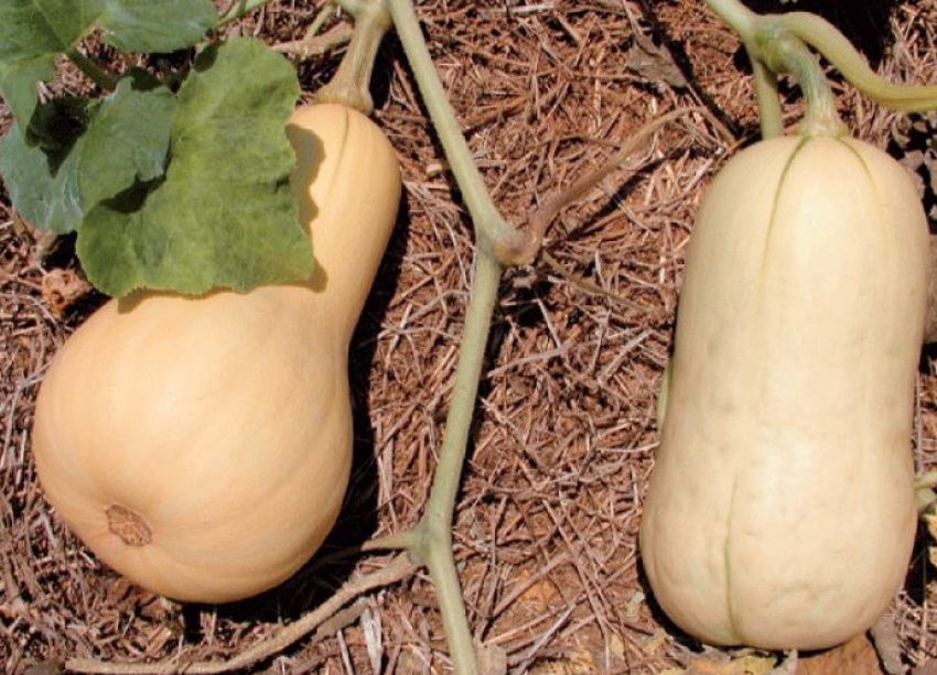 Zucchini pear-shaped