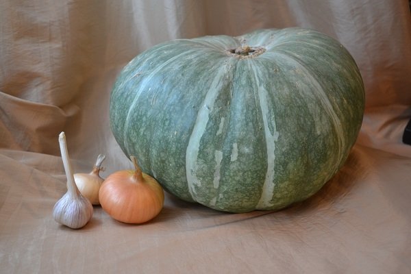 Description of the pumpkin variety "Medicinal". Growing Features