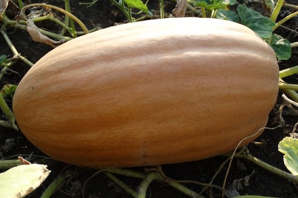 Pumpkin Vitamin - a late-ripening variety with a high content of carotene